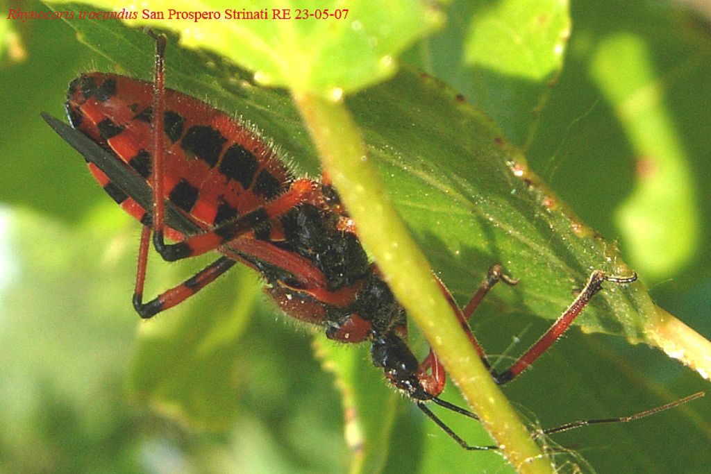 Con vergogna Rhynocoris....